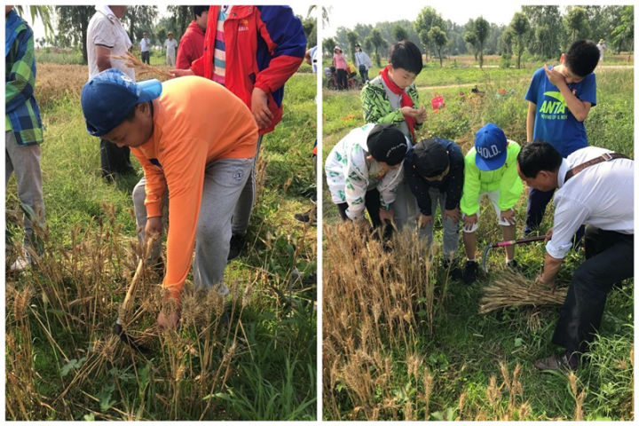 农耕文化研学插秧,农耕文化研学