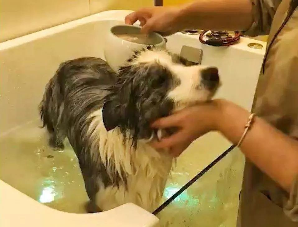 宠物经济剖析,宠物经济如何赚钱