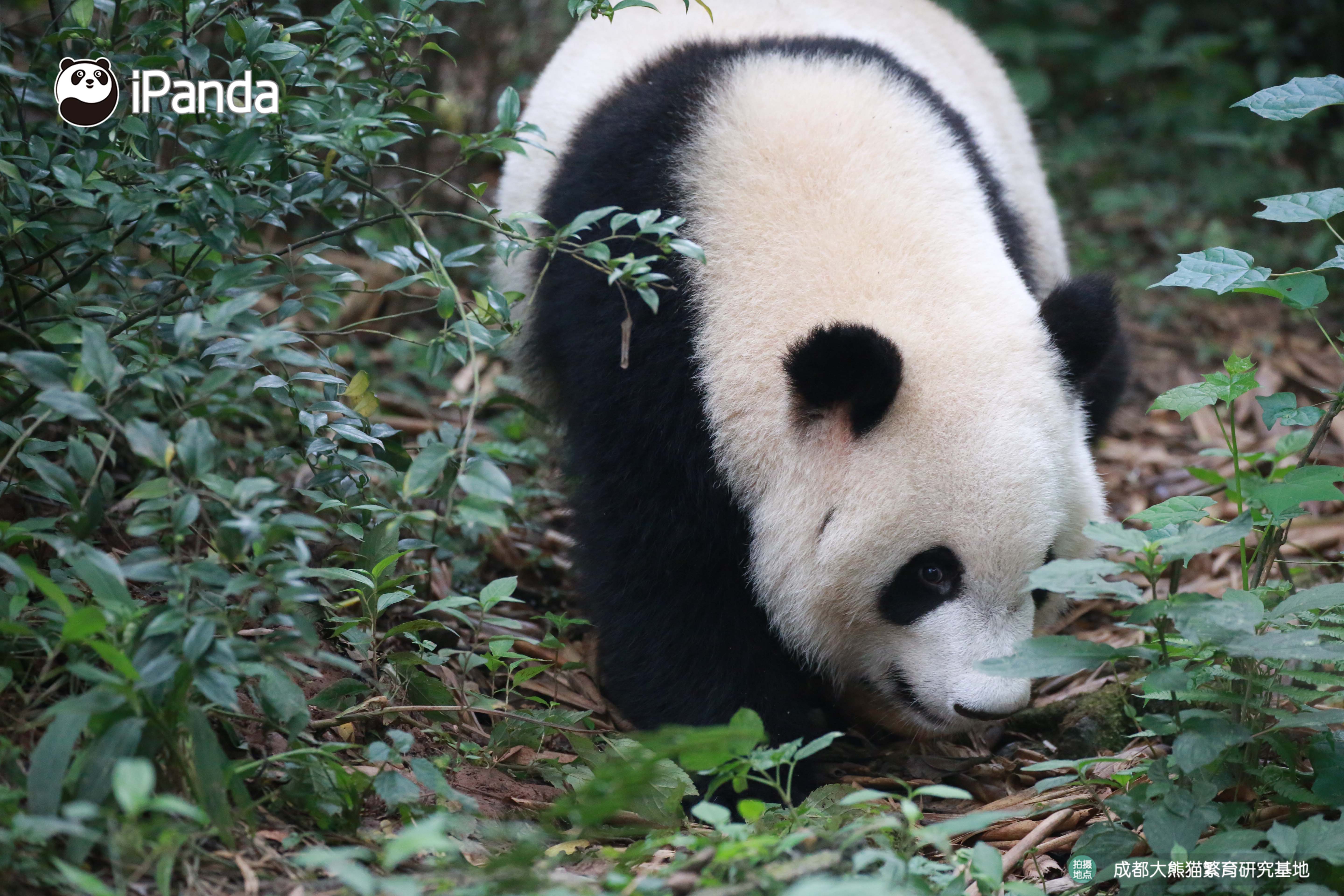 好看的熊头像,好看的熊娃娃