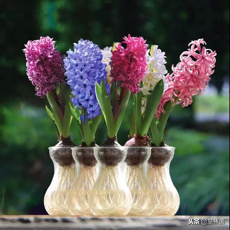 风信子水培小窍门,风信子水培方法教程