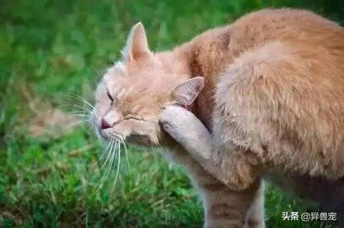 猫咪的日常护理方法,猫咪护理助眠