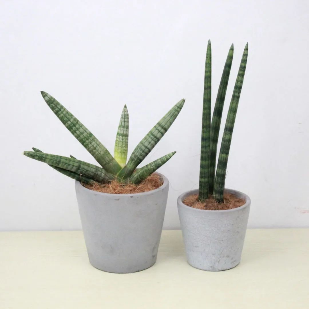 佛手花有哪些寓意,佛手花有什么寓意和象征