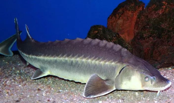 我省水质好不好这条鱼给出答案