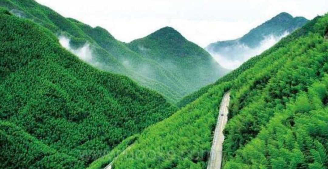 竹林被韩国申遗成功了吗,全球唯一申遗的古茶山