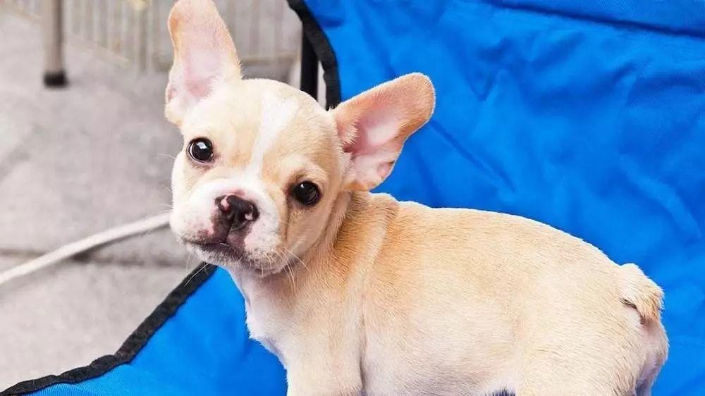 如何有效的避免宠物丢失,家里有小型宠物丢失怎么办