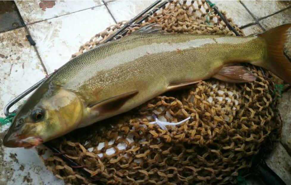 男子河边钓到娃娃鱼急得报警,四川男子钓到奇怪大鱼