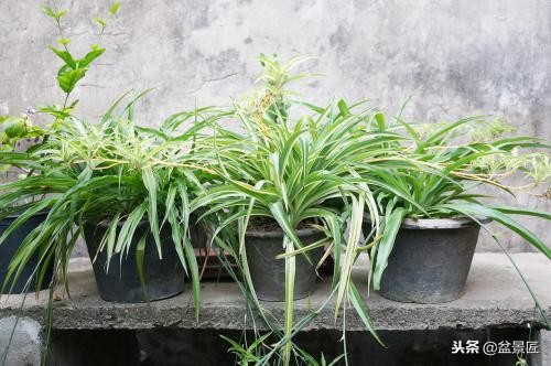 金边吊兰越长越瘦怎么办,吊兰越养越瘦什么原因