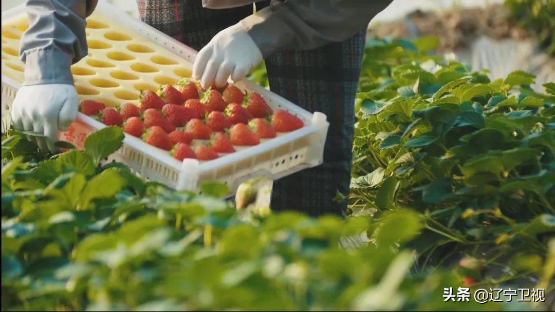 东港草莓红火,东港草莓产业成功的奥秘
