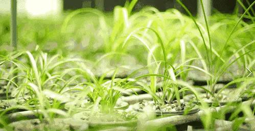 中国兰花名品录,春兰兰花名品大全