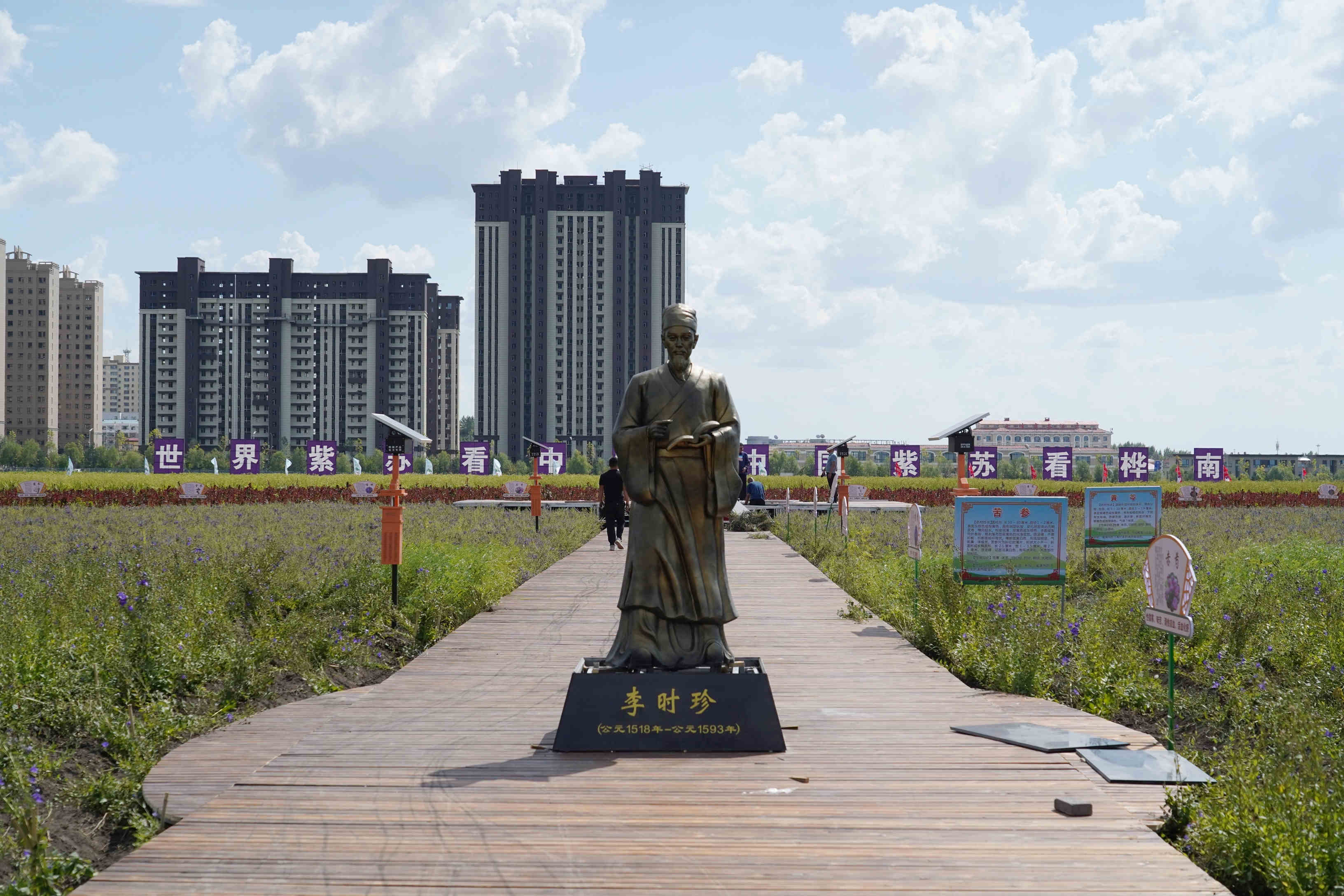 桦南紫苏种植基地在哪里,华南紫苏之乡