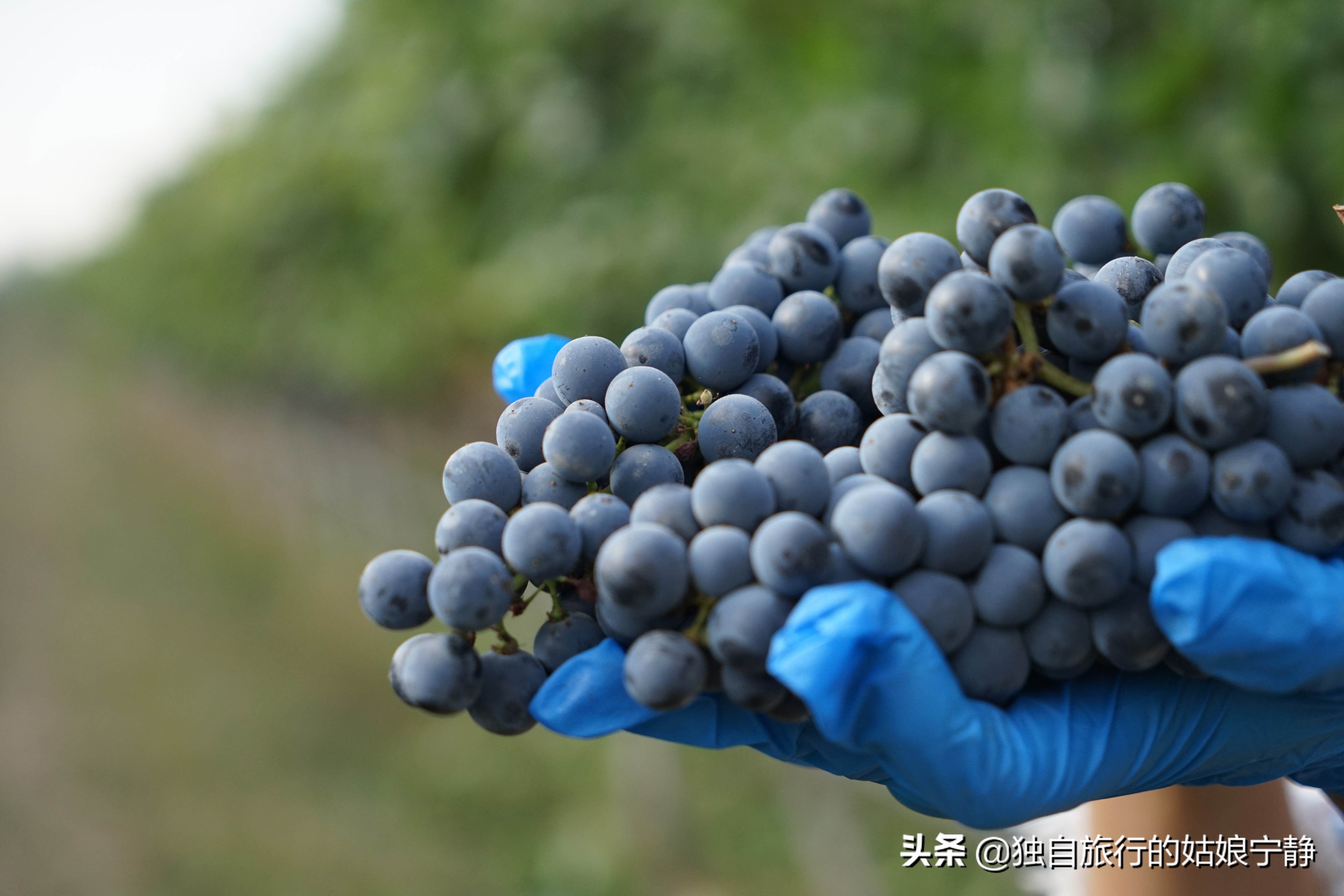 宁夏贺兰山东麓葡萄酒酒庄排名,宁夏十大顶级葡萄酒