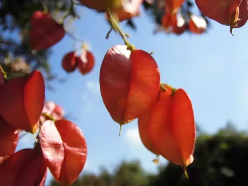 草木人间和燃冬,草木和人间