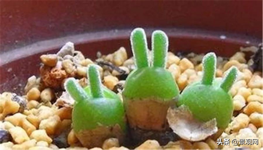 长大后的兔耳多肉,有一种长得像兔耳朵的多肉