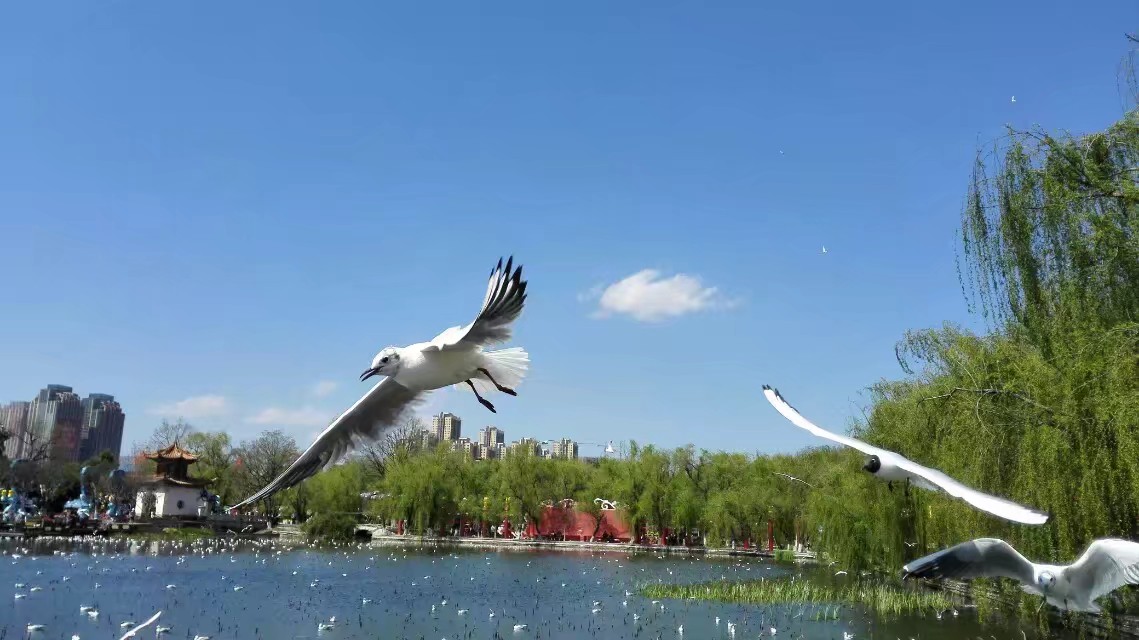 我眼中的昆明,昆明春之城