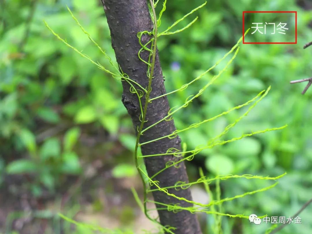 品味本草之美（第一季）