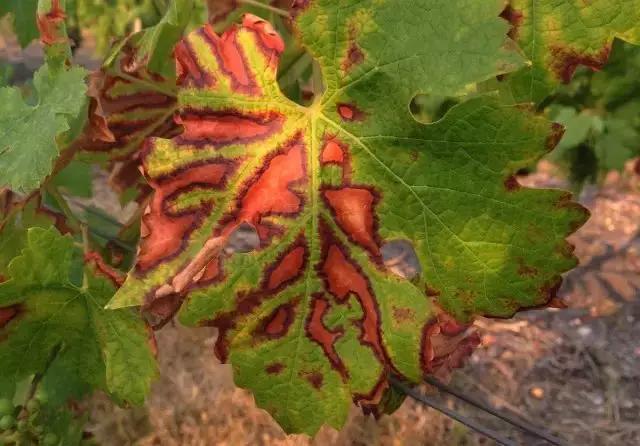 葡萄生理性枯叶怎么处理,葡萄落叶病害治疗