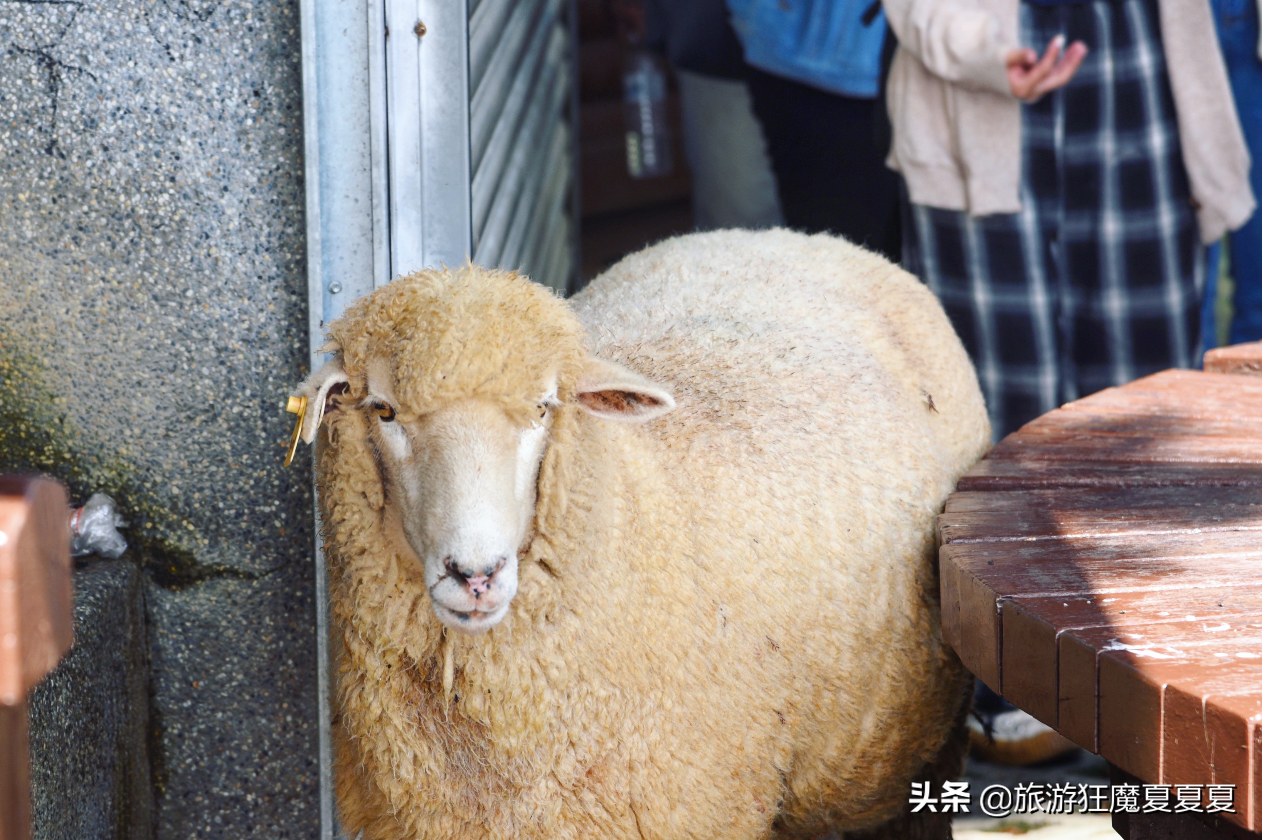 台湾清境农场,亲子旅游好去处,蒋经国先生都给予高度评价