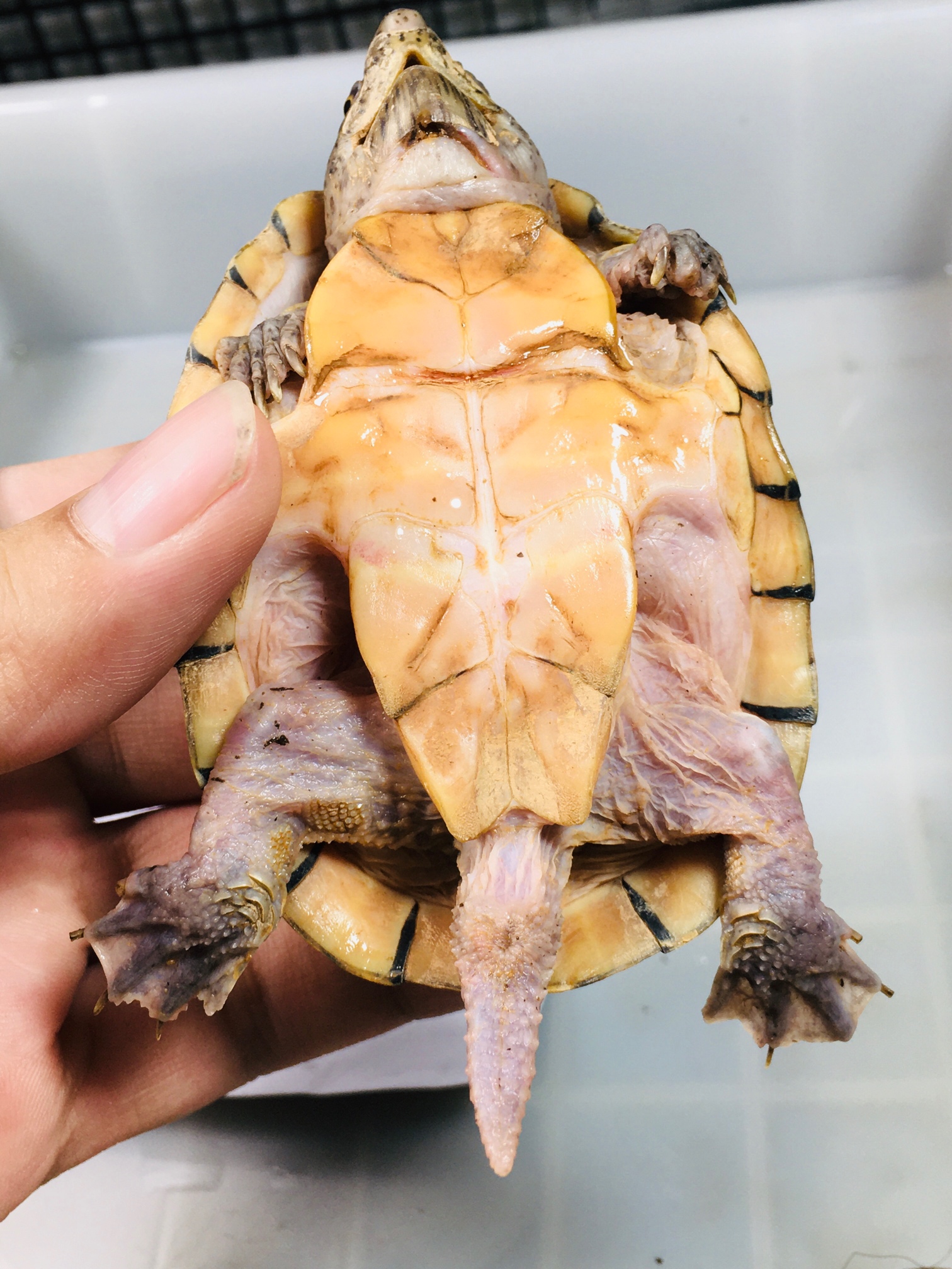 龟生病吃什么药最好,龟生病了怎么喂药