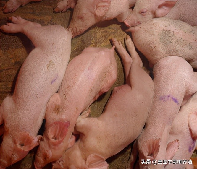 猪有点咳嗽用什么药拌料,猪咳嗽的厉害怎么办