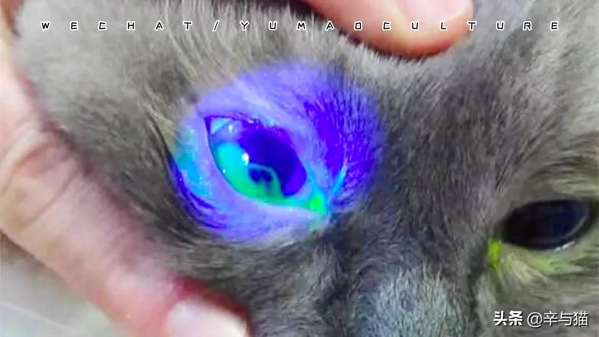 我没有哭唧唧,我只是忍不住:猫咪鼻涕眼泪流不停?怕不是猫鼻支