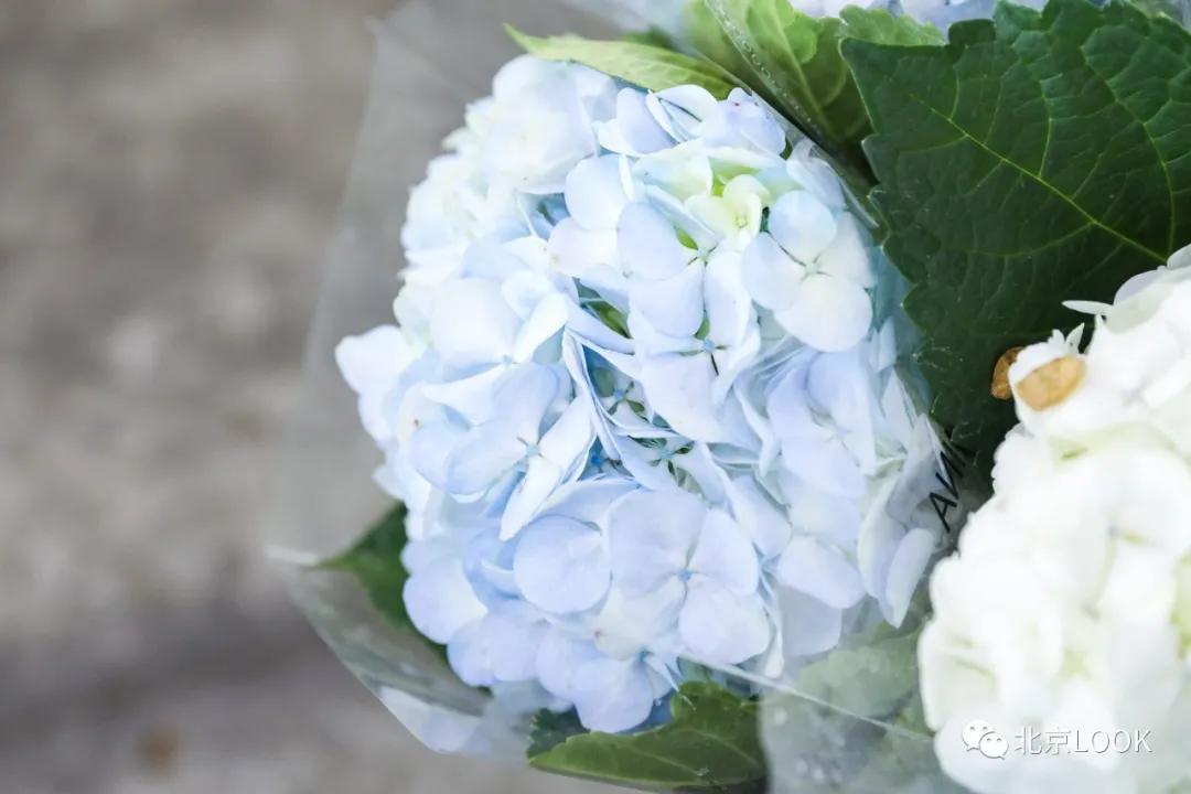 最便宜的北京花市,北京超好逛的花市