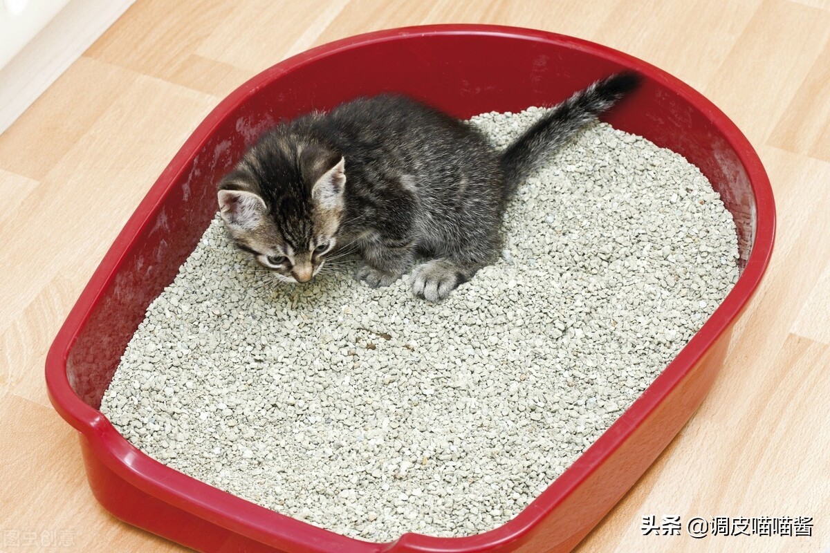 怎么让小奶猫在猫砂里尿尿,猫怎么使用猫砂
