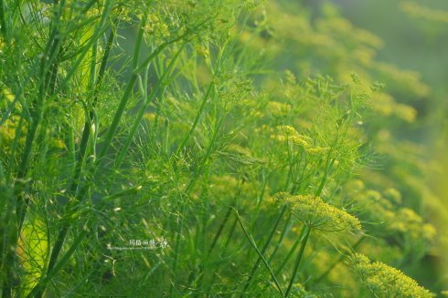 西餐香草大全及用途视频,好吃的西餐料理有哪些