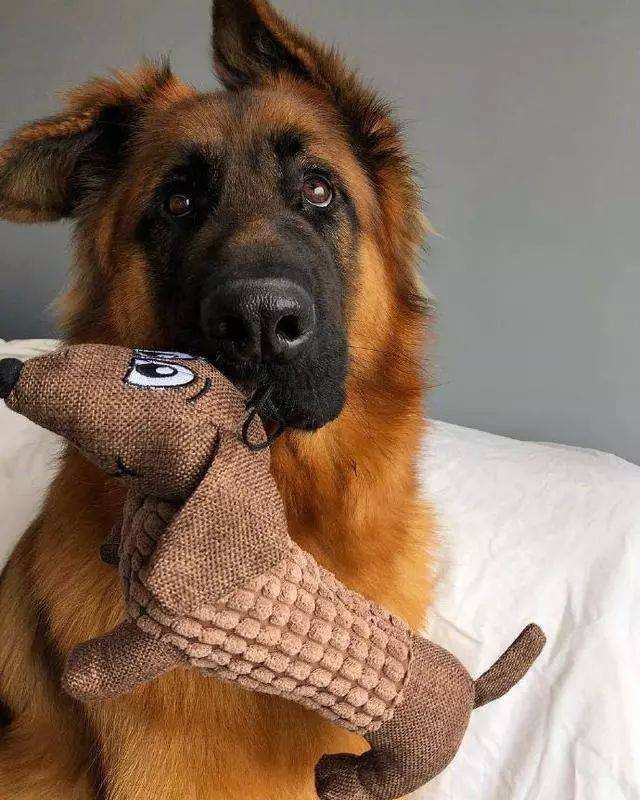 德牧小时候耳朵是不是竖起来的,德牧是最帅的狗