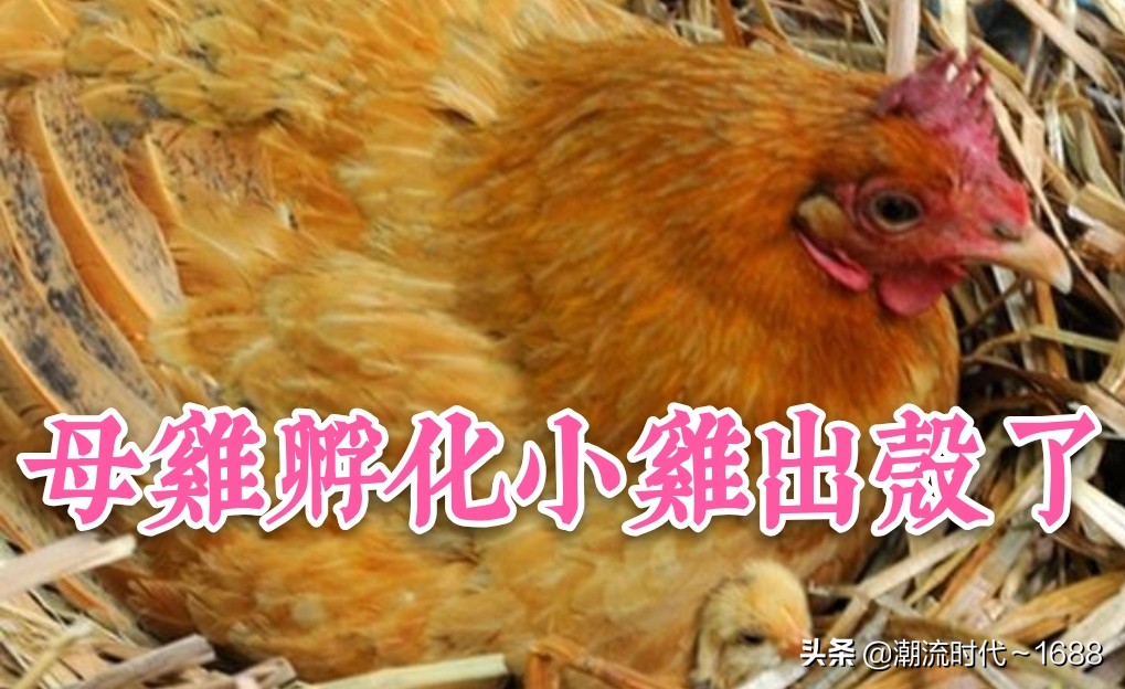 怎么孵化小鸡教学课程,电饭锅怎么孵化小鸡