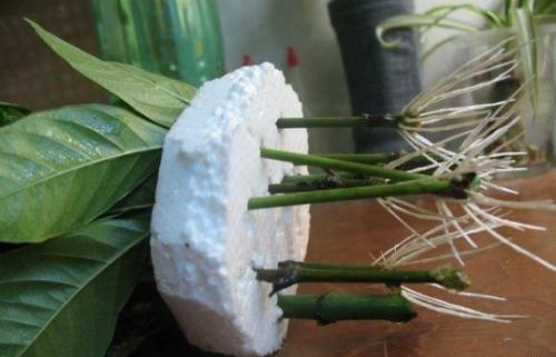 扦插花的快速生根法,哪些花卉可以用扦插的方法插活