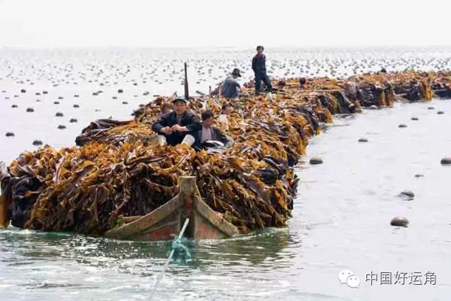 鸿洋神水产科技,威海荣成鸿洋神水产有限公司