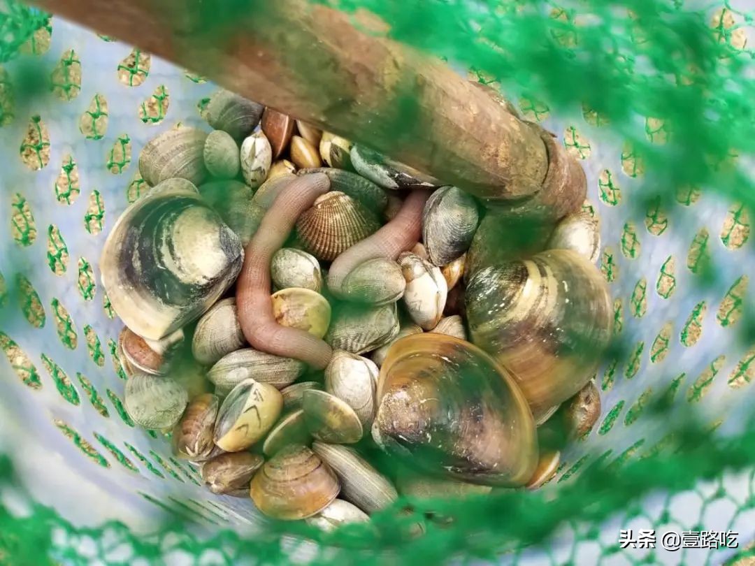 北海|报告！没遇到传销组织，只有吃不尽的海鲜美食