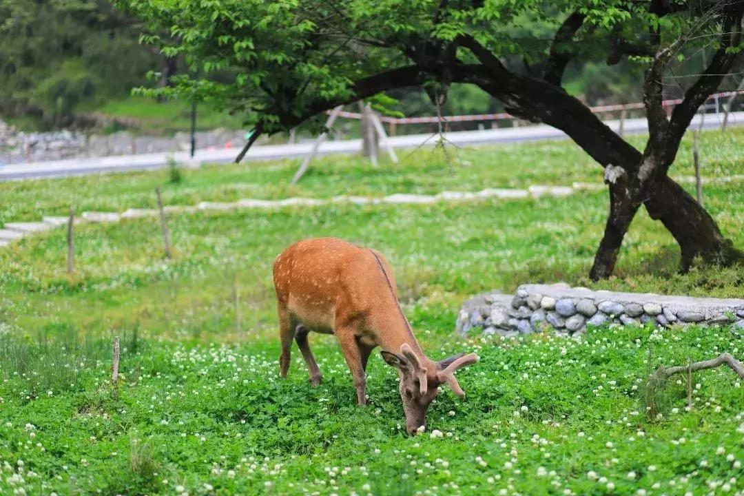 成都自驾百里杜鹃旅游攻略,万亩杜鹃花在青山幽谷