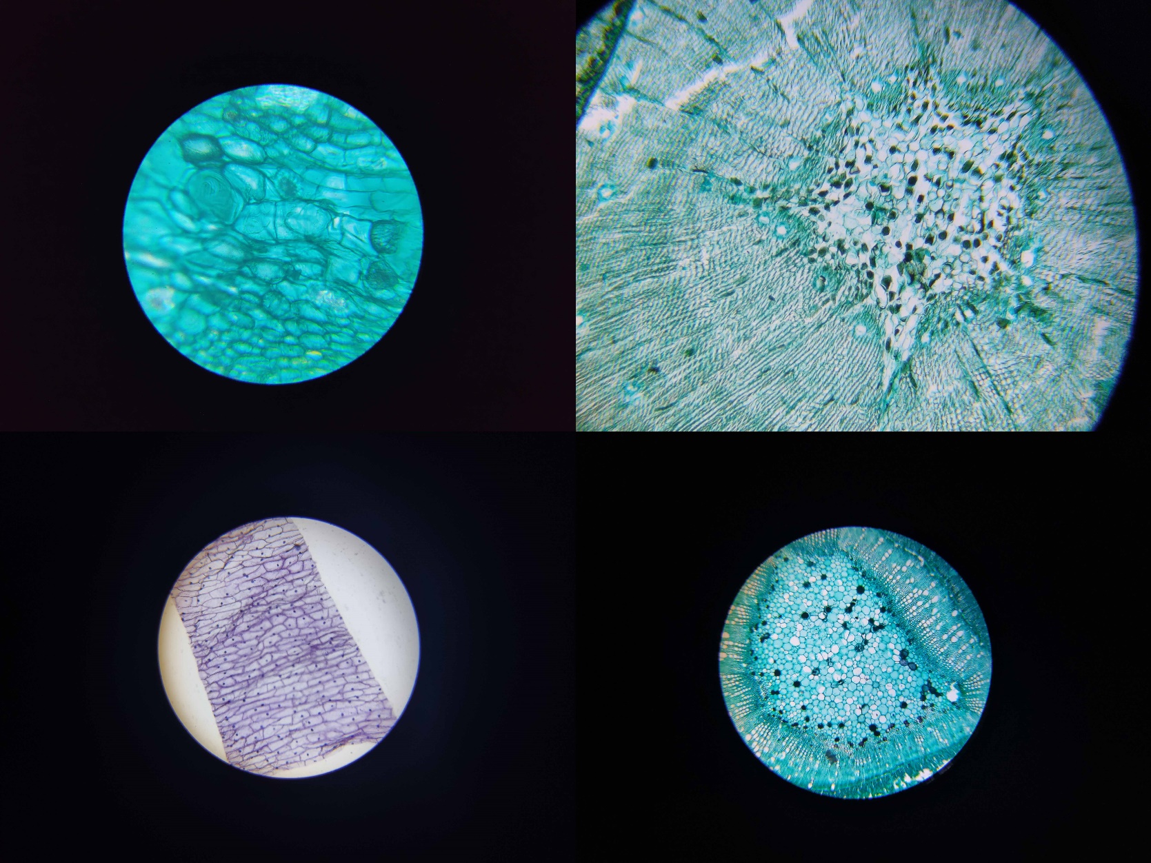 花式搞机:投影仪加上手机投屏秒变显微投影设备