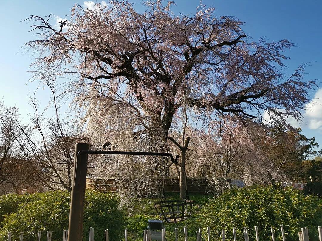 「慢达世界」第216期：短暂停留的京都生活，柊家的待客之道