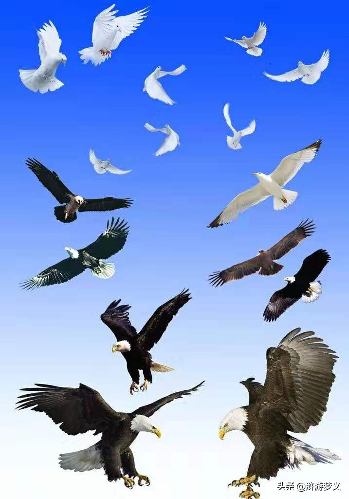 常见但是说不出名字的动物,六种不常见的鸟