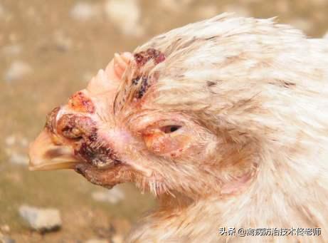 鸡喉痘治疗办法,鸡痘处理方法视频