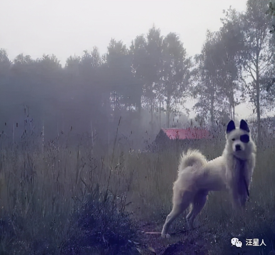 哈士奇和萨摩结合,生下了只超丑的宝宝,可没想到长大后这么飒