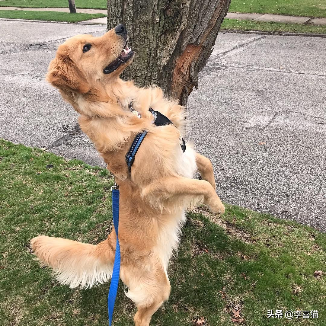 狗狗直立行走对它有什么危害吗,狗狗学站立对狗狗将来有多大危害
