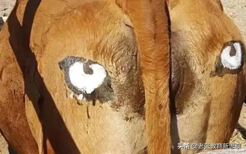 涨知识生肖,牛年感悟牛文化