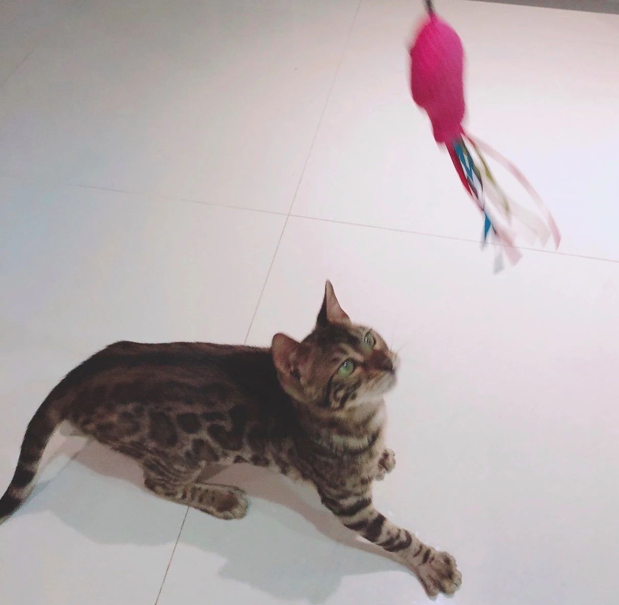 猫咪晚上不睡觉到处乱窜说明什么,猫咪睡觉总是被铲屎官折腾