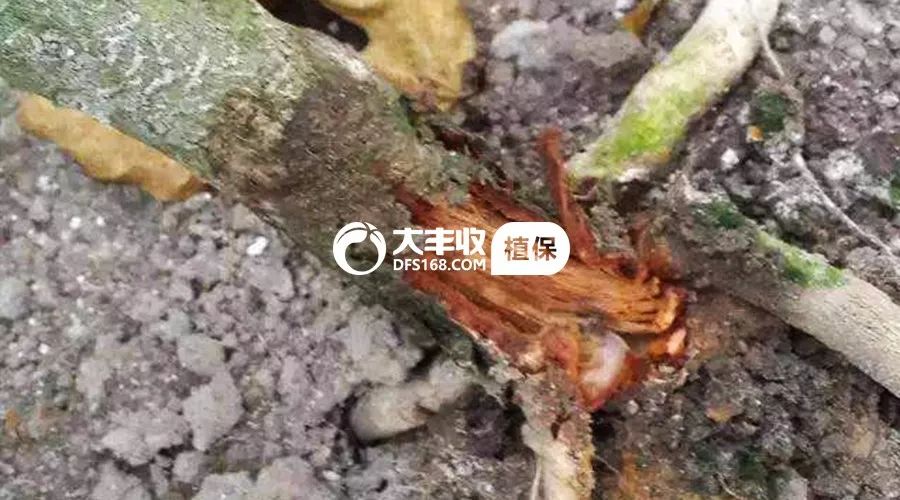 百香果烂根急救,百香果烂根补救方法