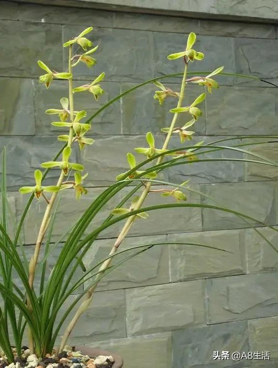 长寿梅蕙兰怎么种植,蕙兰老八种兰花哪一种最好
