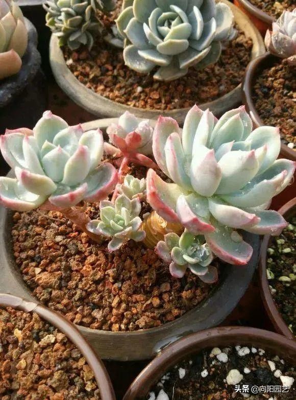 蜂窝煤可以当多肉颗粒土使用吗,蜂窝煤煤渣和松针土养多肉的效果