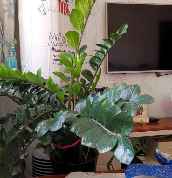 盆栽花灌根施肥的正确方法,怎样使盆栽花卉多发新根