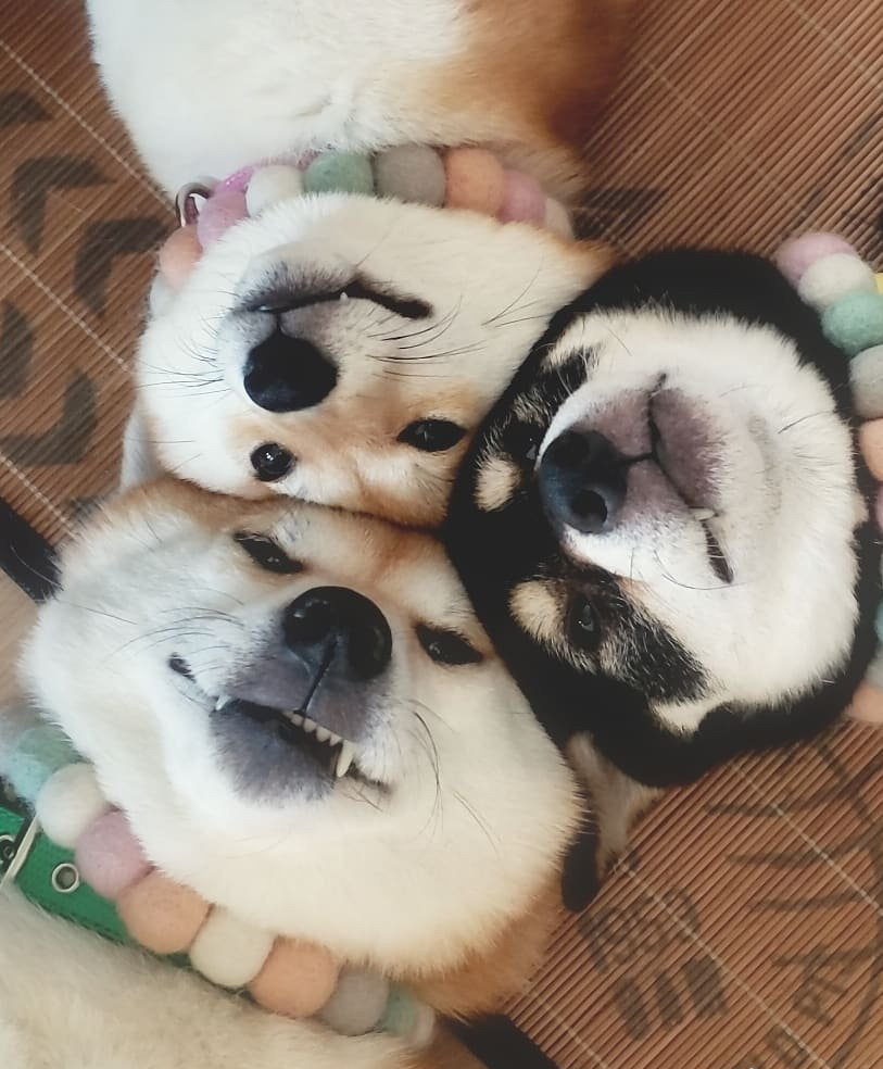 一般在哪里能买到正品的柴犬,大家都是在哪里买的柴犬