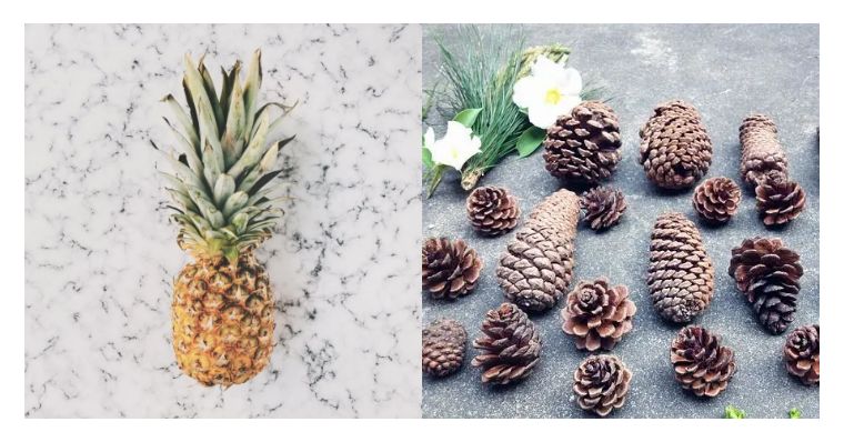 菠萝与凤梨的区别是什么,凤梨和菠萝的区别最简单的方法