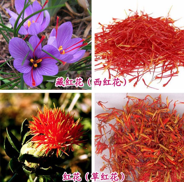 本草纲目藏红花,本草藏红花