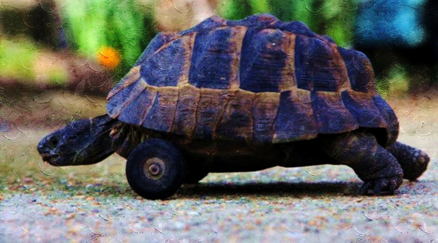 影响动物年龄鉴别的因素有哪些,影响乌龟个体差异的因素