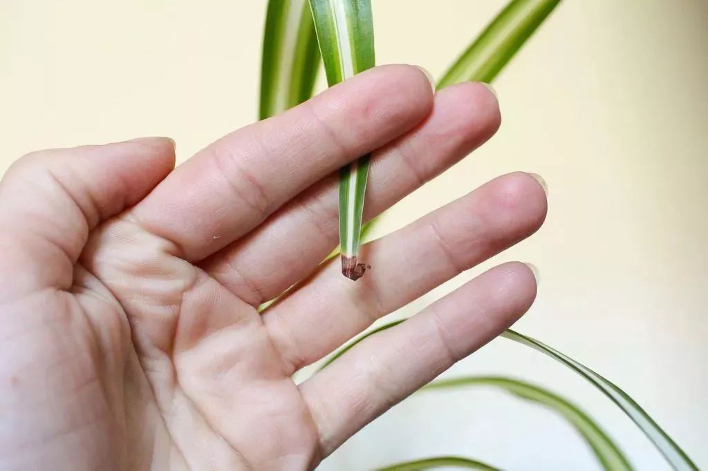 适合闷养的蕨类植物,彩色蕨类植物怎么养护